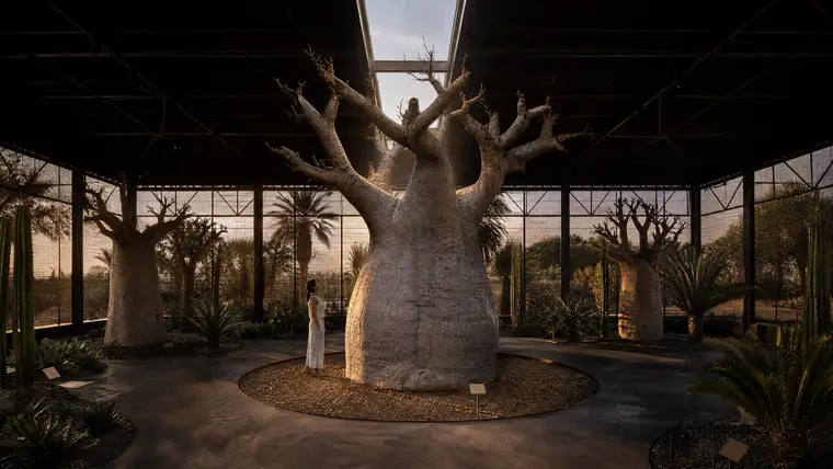Baobab Court