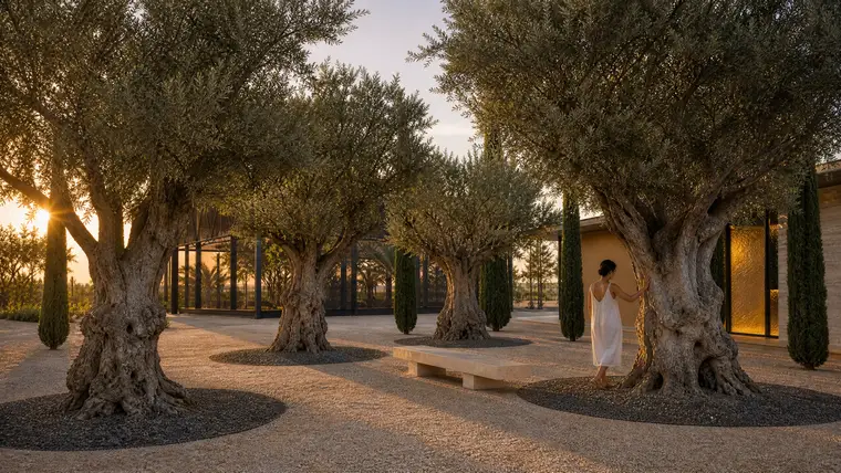 Olive Grove Room