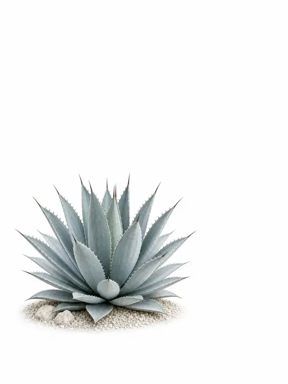 Colophon