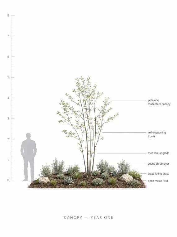 Canopy Year One