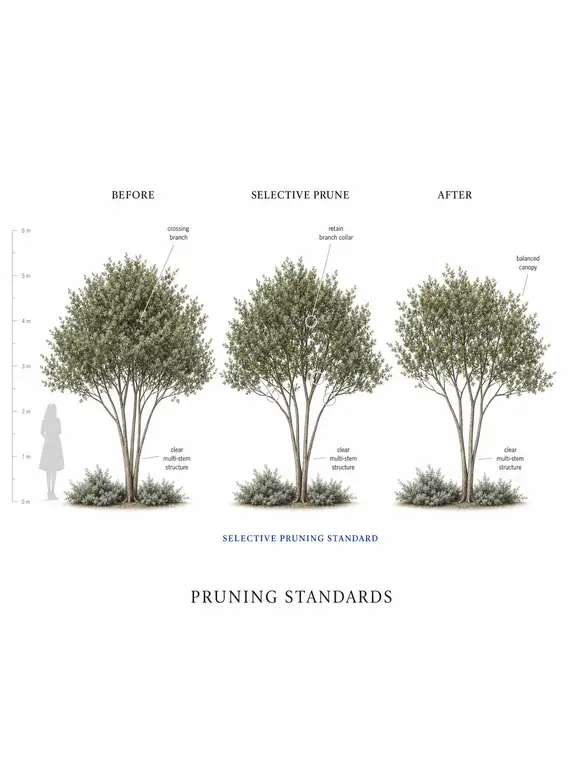 Pruning Standards