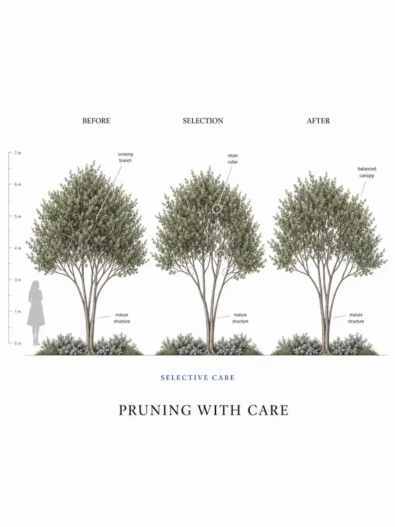 Pruning With Care