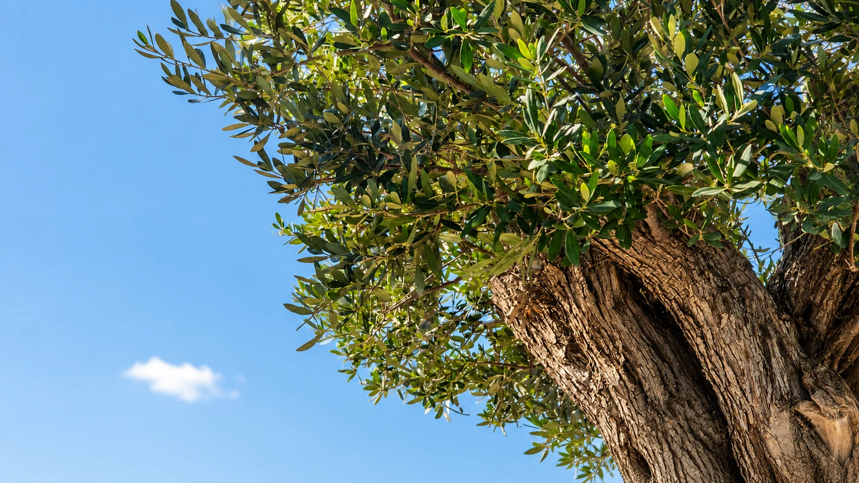 Ancient olive specimen — canopy and trunk against a clear sky
