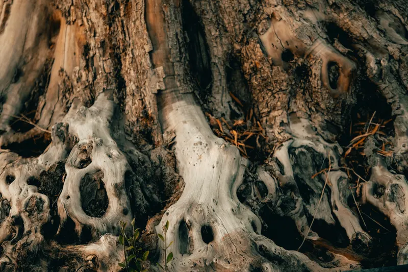 Heritage olive grove — photograph 1