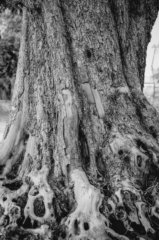 Heritage olive grove — photograph 2
