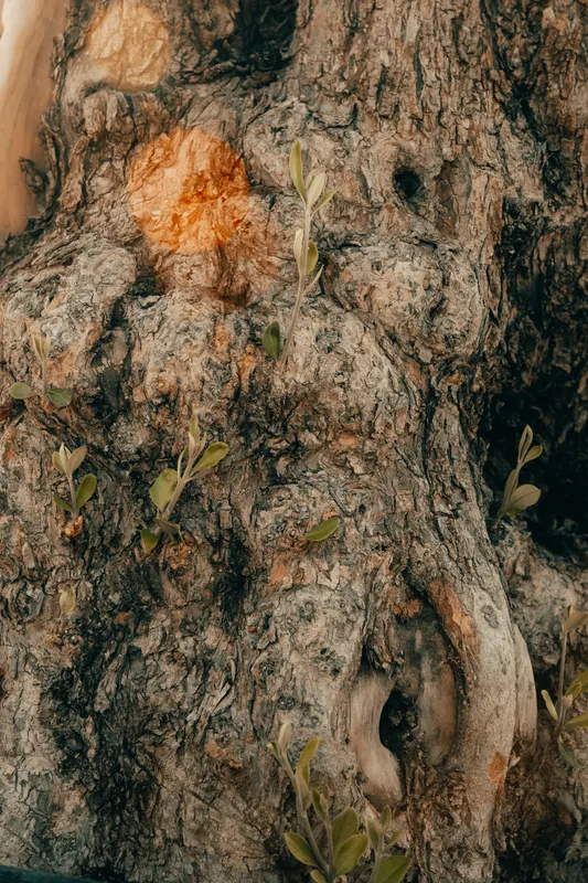 Heritage olive grove — photograph 3