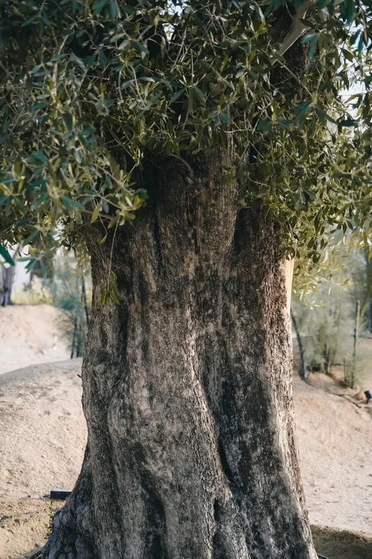 Heritage olive grove — photograph 7