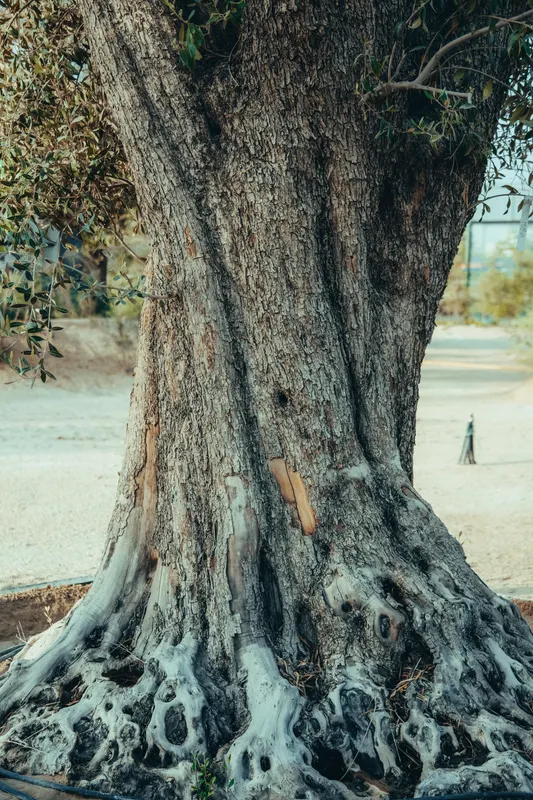 Heritage olive grove — photograph 8