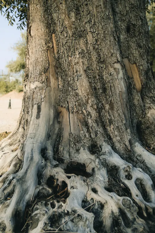 Heritage olive grove — photograph 10
