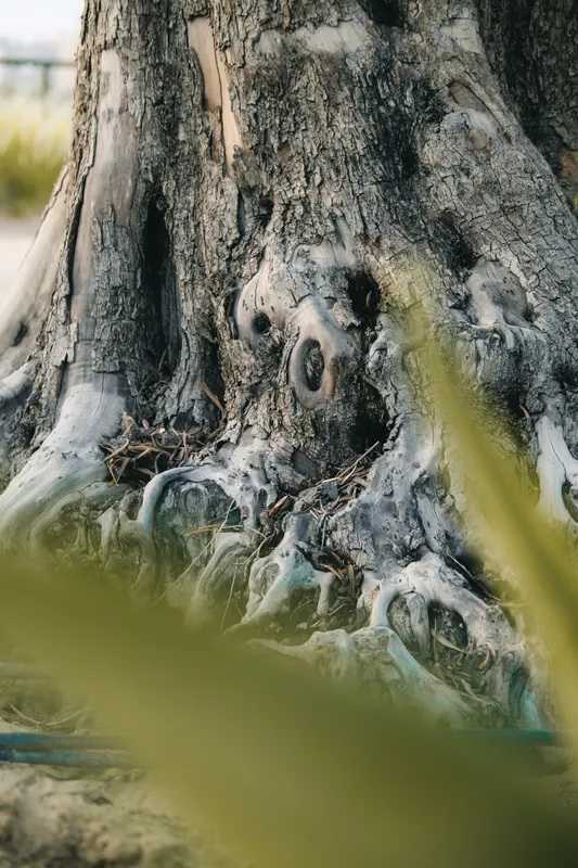 Heritage olive grove — photograph 11