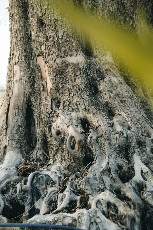 Heritage olive grove — photograph 12