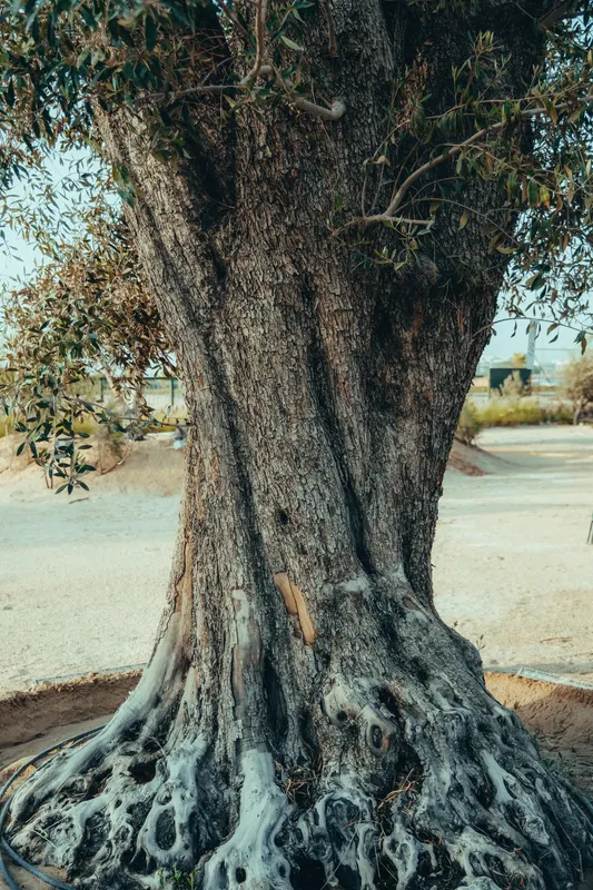 Heritage olive grove — photograph 13