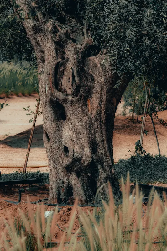 Heritage olive grove — photograph 14