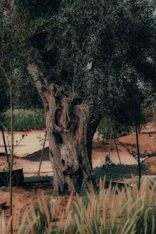 Heritage olive grove — photograph 15