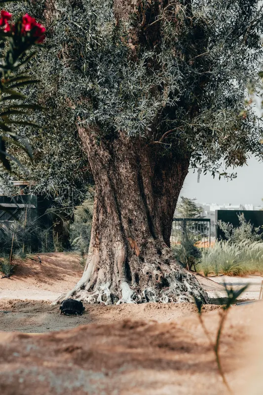 Heritage olive grove — photograph 16