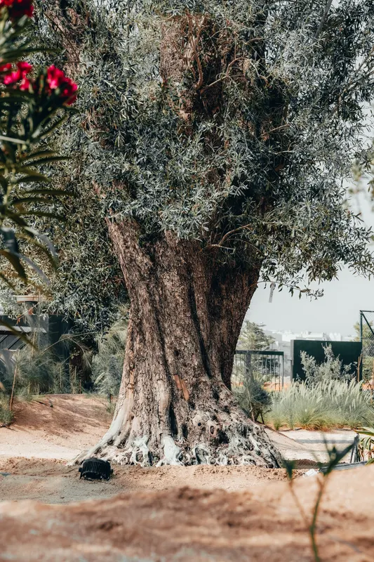 Heritage olive grove — photograph 17