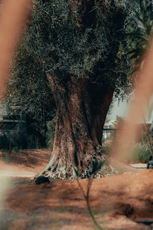 Heritage olive grove — photograph 18