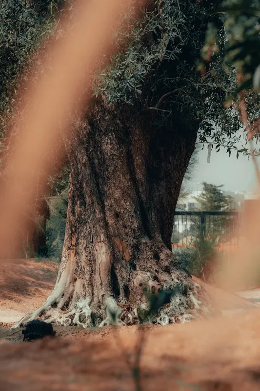 Heritage olive grove — photograph 19