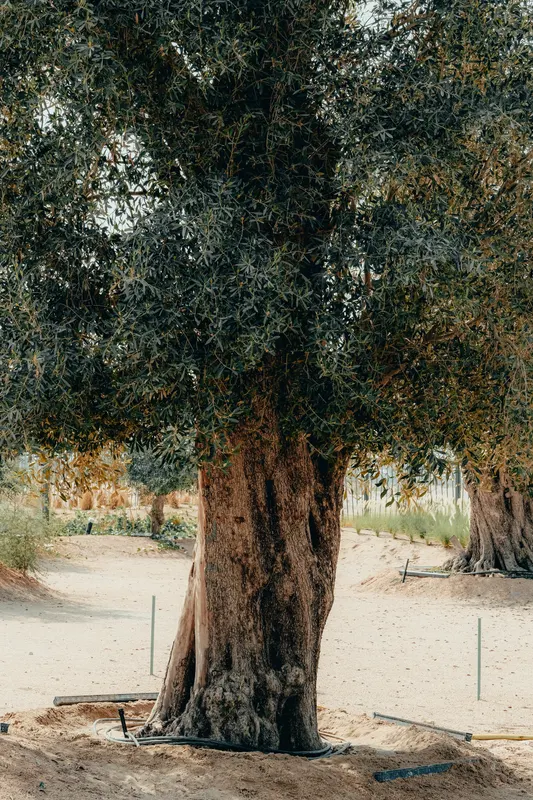 Heritage olive grove — photograph 20