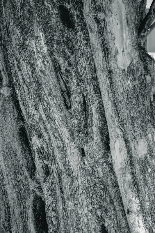 Heritage olive grove — photograph 24