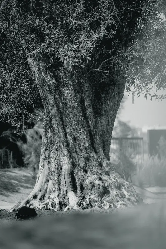 Heritage olive grove — photograph 25