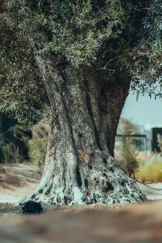 Heritage olive grove — photograph 26