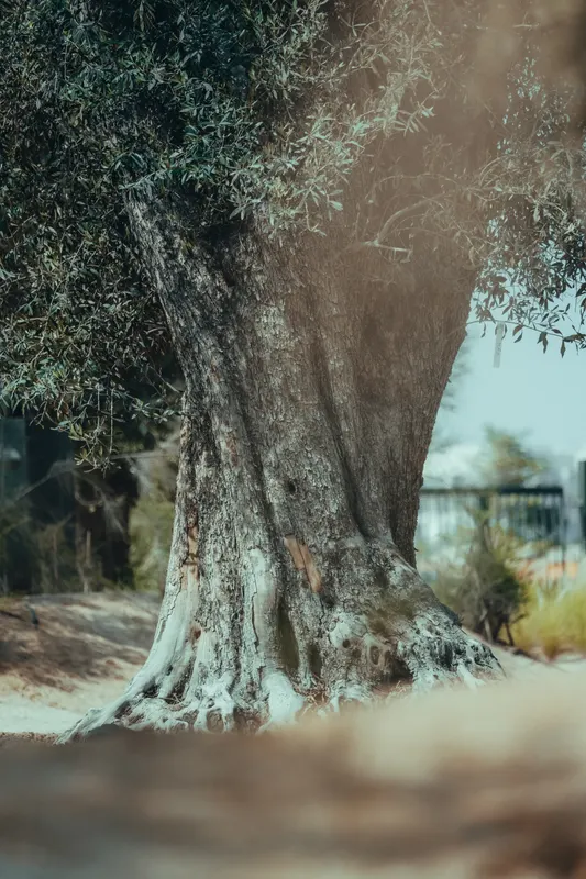 Heritage olive grove — photograph 27