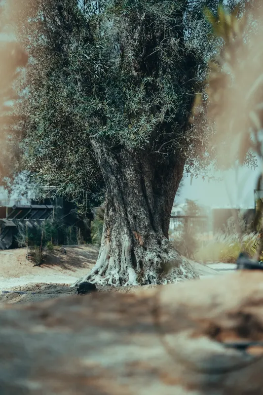 Heritage olive grove — photograph 28