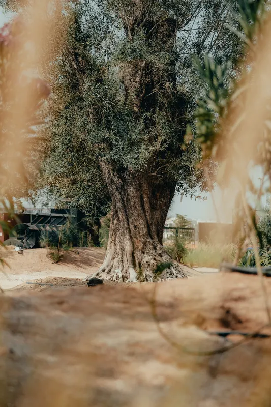 Heritage olive grove — photograph 29