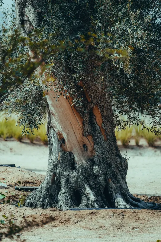 Heritage olive grove — photograph 30