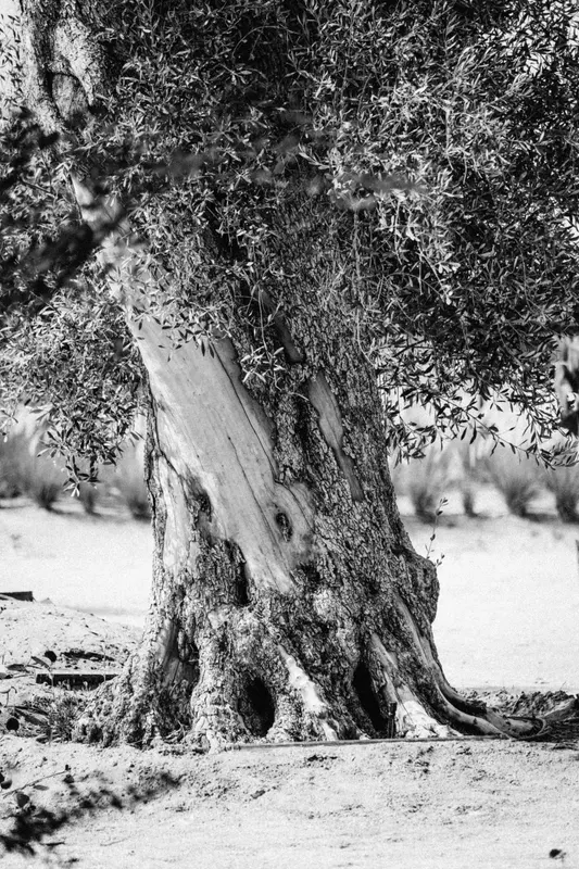 Heritage olive grove — photograph 31