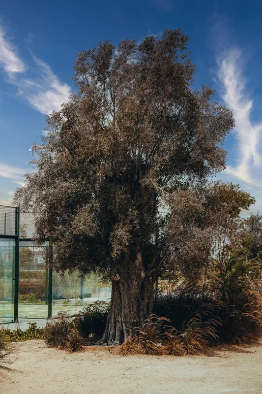 Heritage olive grove — photograph 32