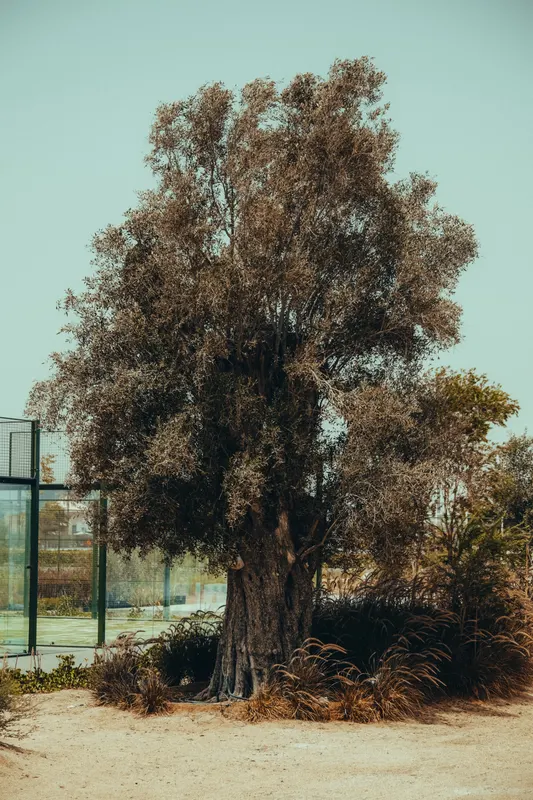 Heritage olive grove — photograph 33