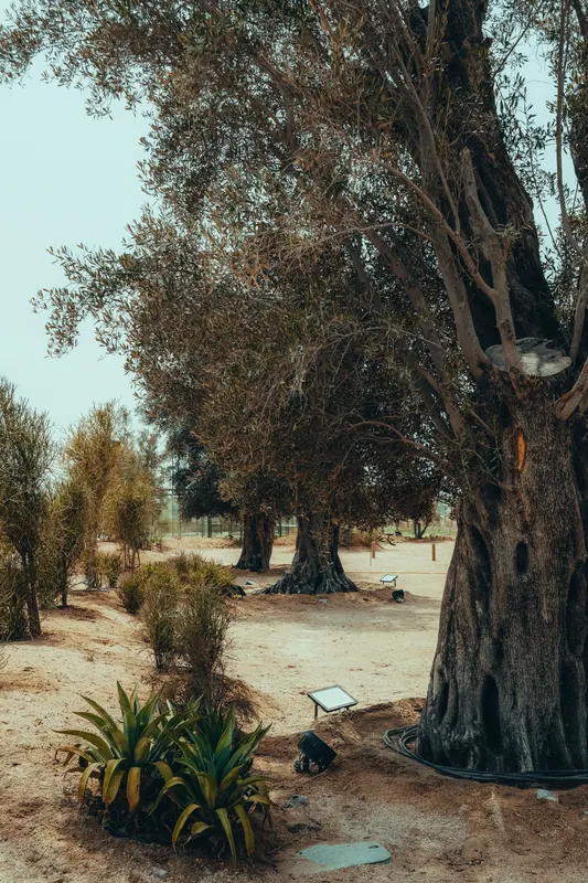 Heritage olive grove — photograph 34