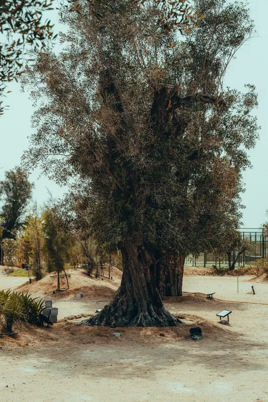 Heritage olive grove — photograph 35