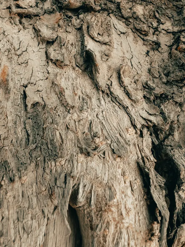 Heritage olive grove — photograph 36