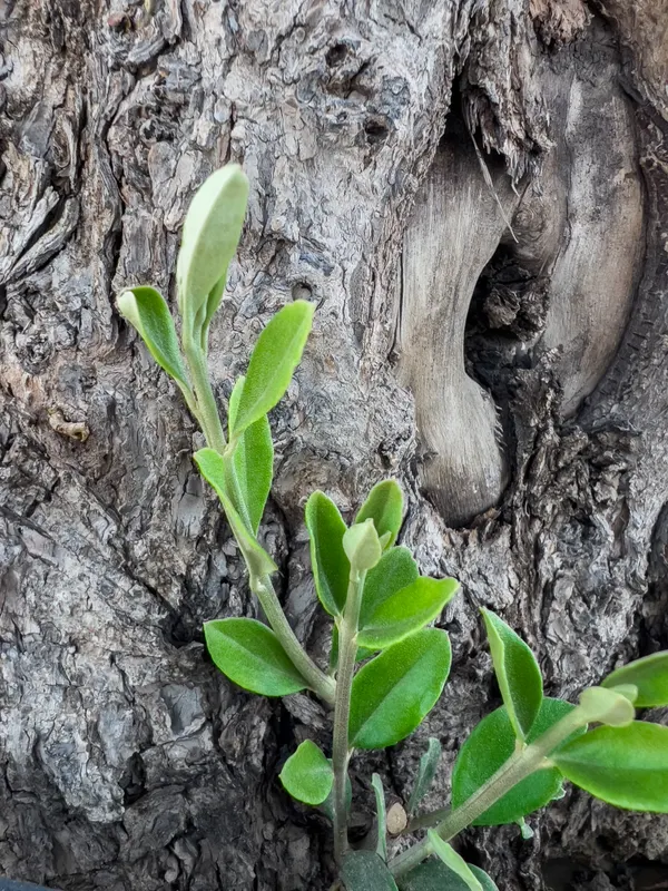 Heritage olive grove — photograph 39