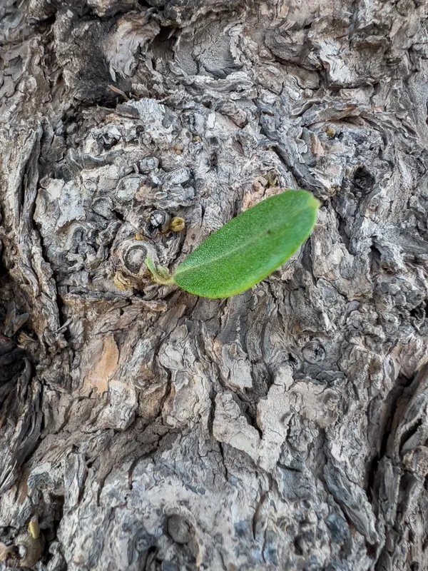 Heritage olive grove — photograph 40