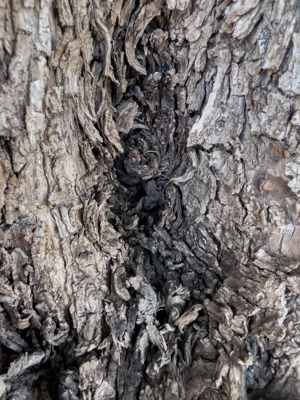 Heritage olive grove — photograph 41