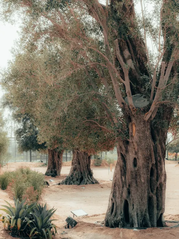 Heritage olive grove — photograph 48