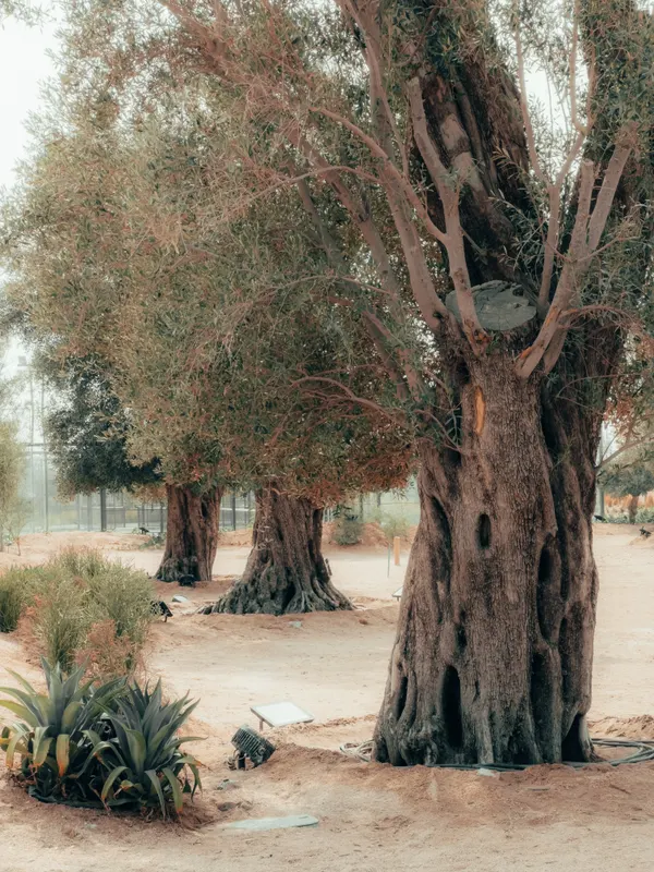 Heritage olive grove — photograph 49
