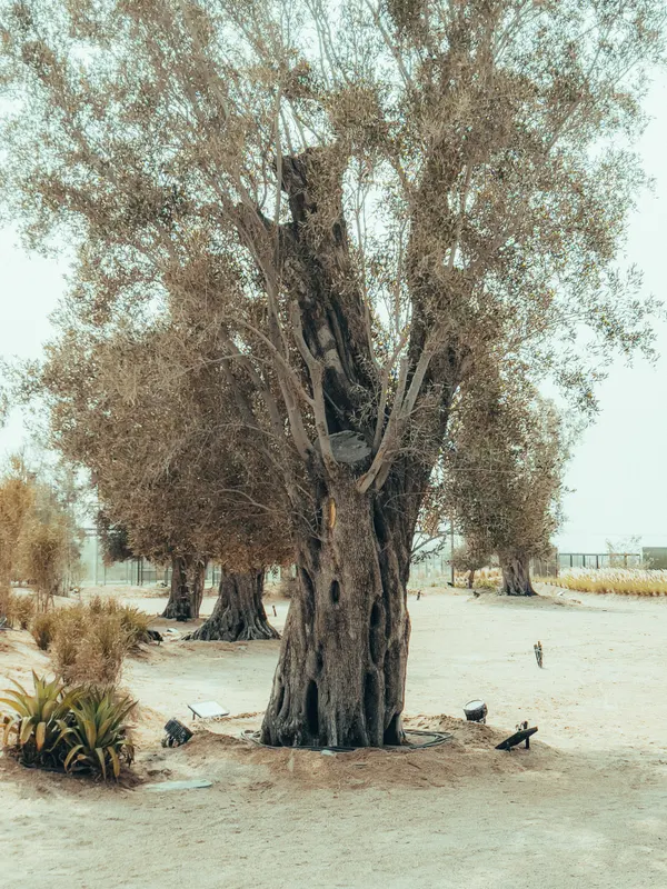 Heritage olive grove — photograph 50