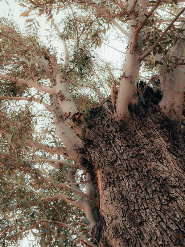 Heritage olive grove — photograph 51