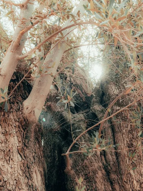 Heritage olive grove — photograph 52