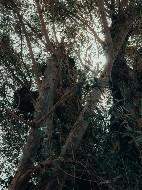Heritage olive grove — photograph 53