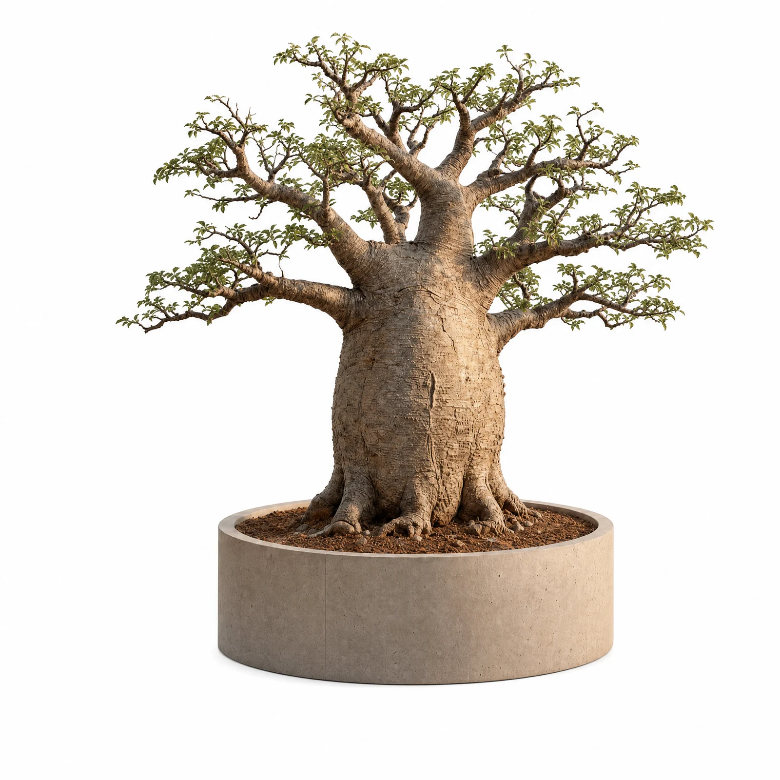 Adansonia Baobab — specimen
