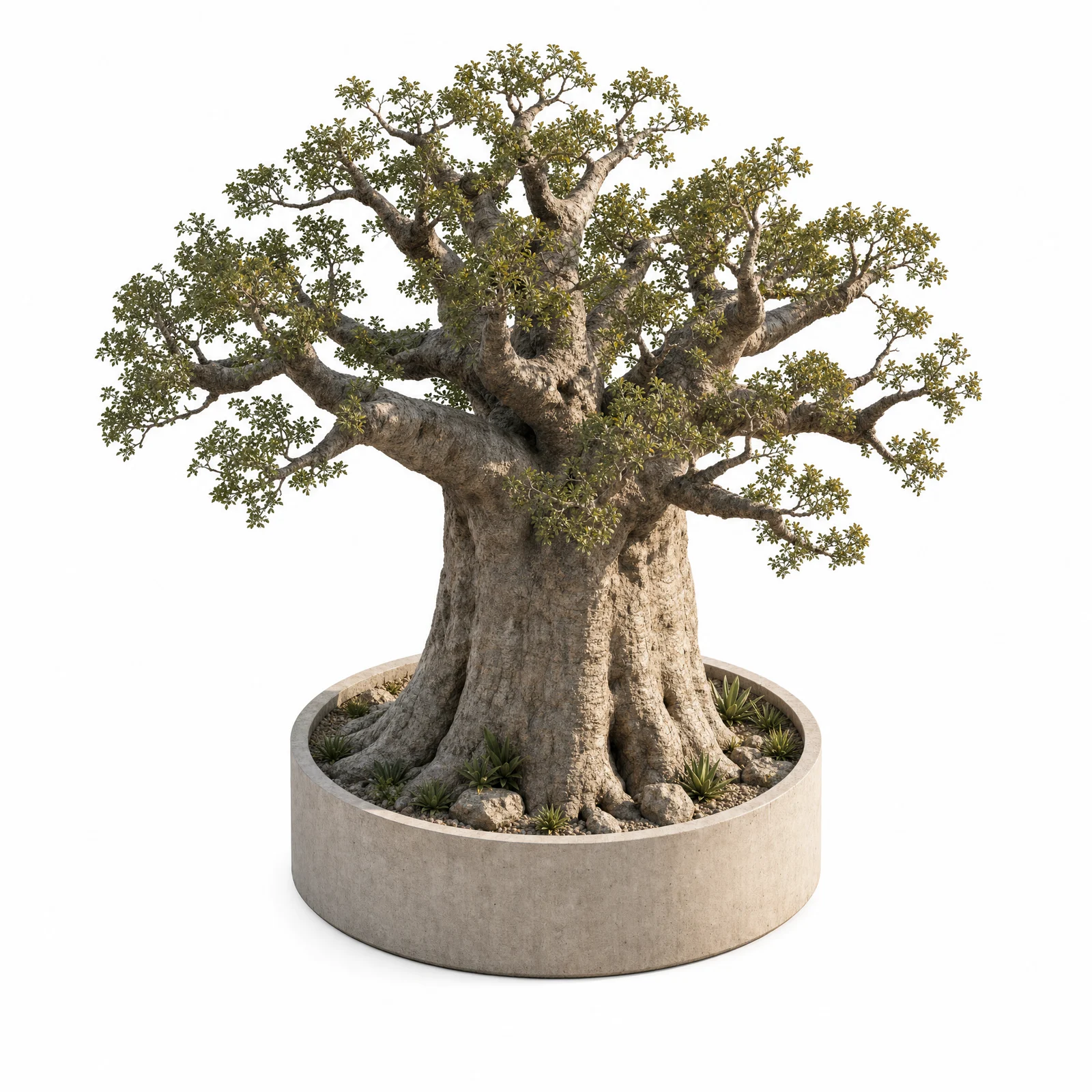 Adansonia Baobab — specimen