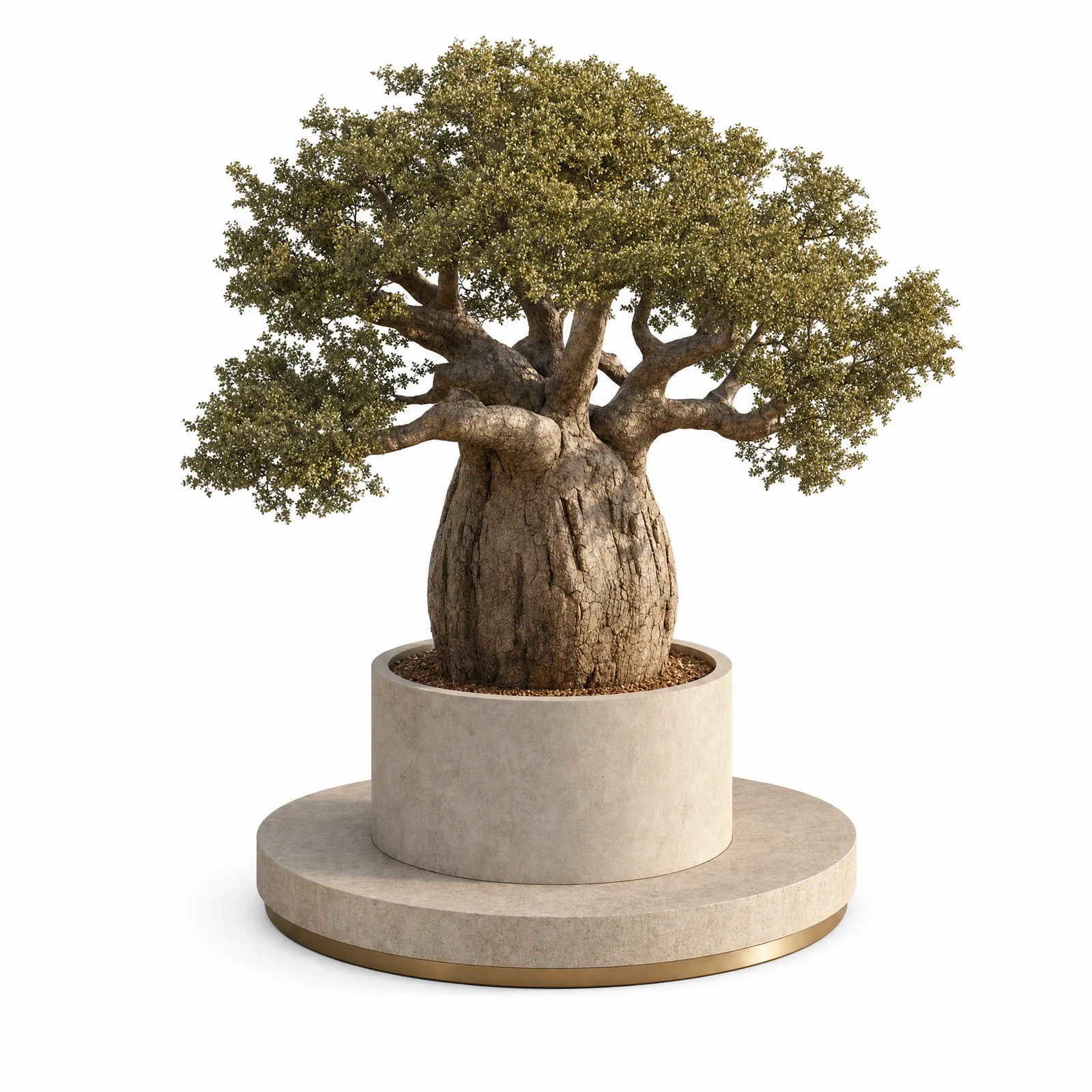Adansonia Baobab — specimen