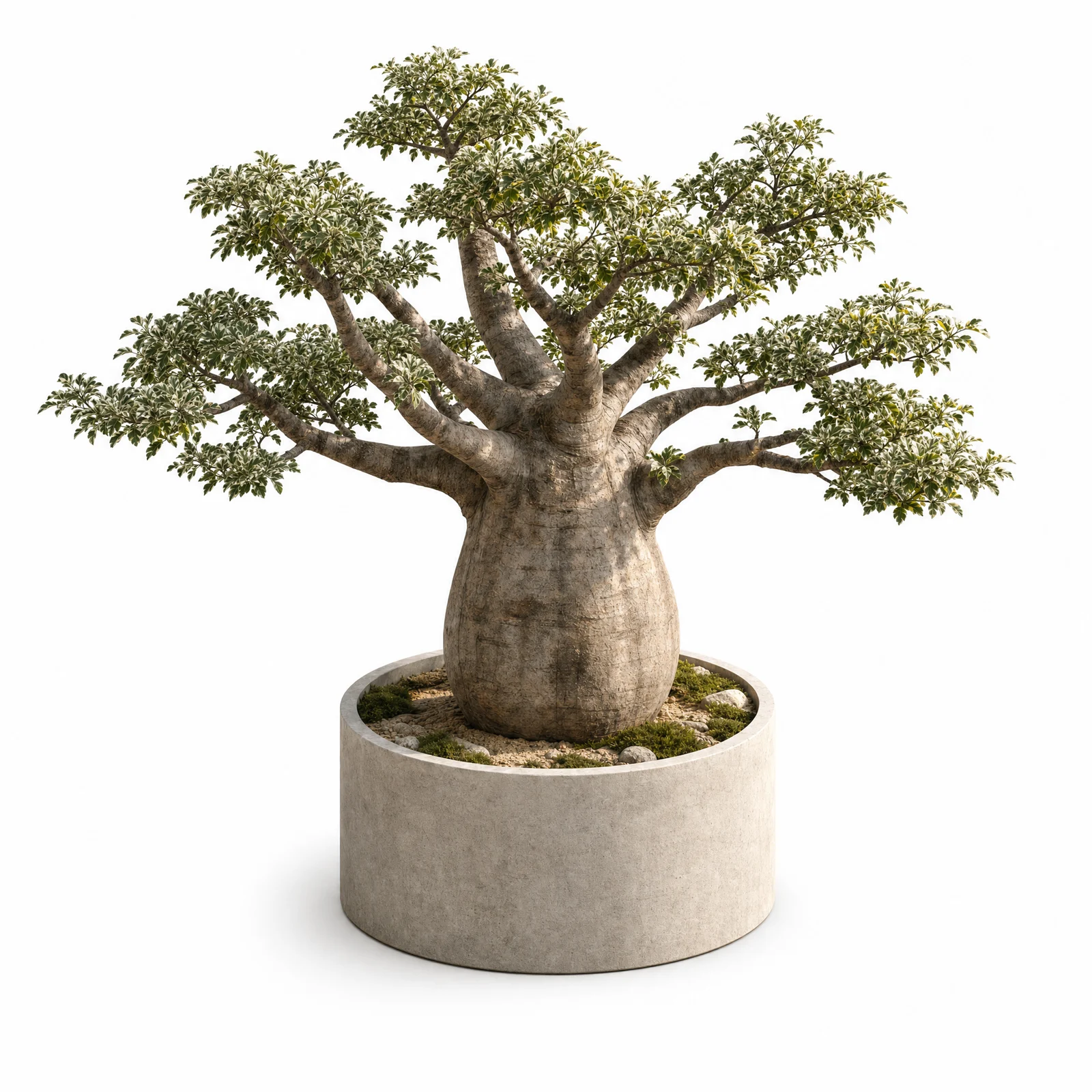 Adansonia Baobab Varigata — specimen