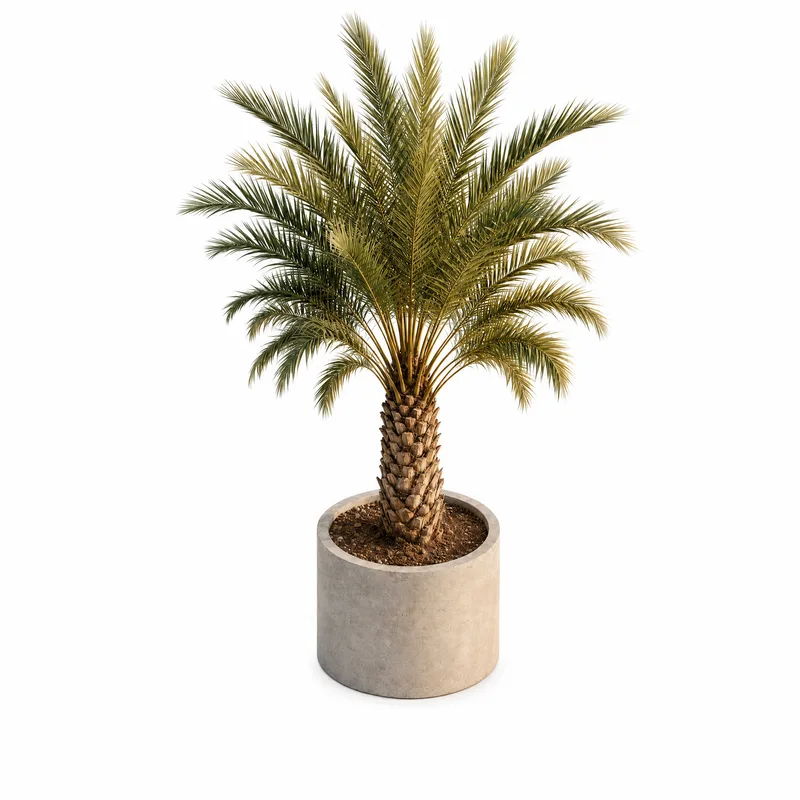 Phoenix Dactylifera — Small, specimen